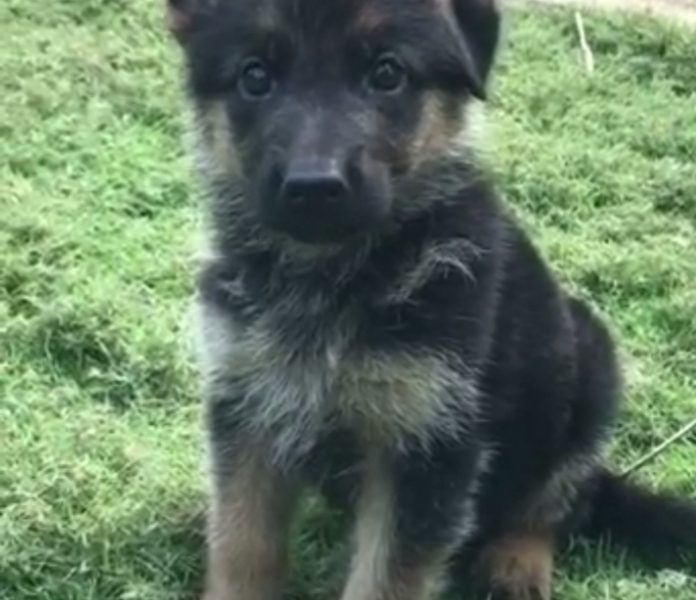 German Shepherd