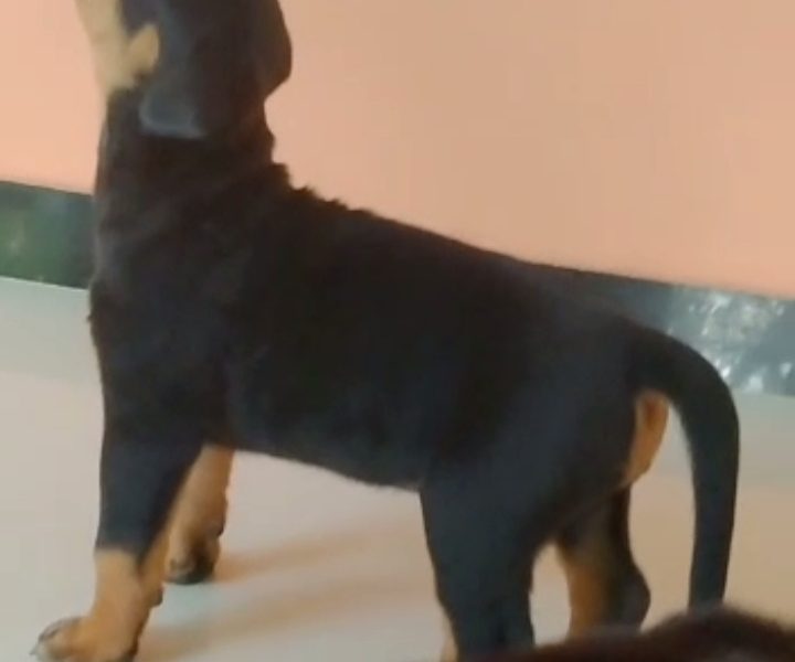 Rottweiler