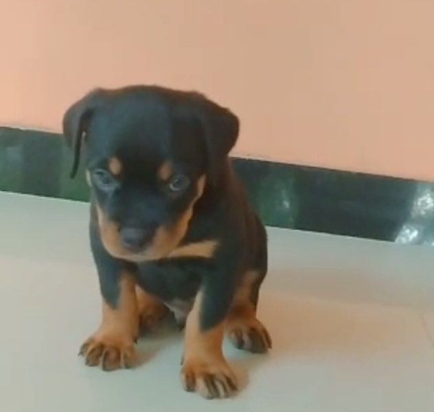 Rottweiler