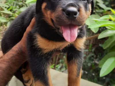 Rottweiler