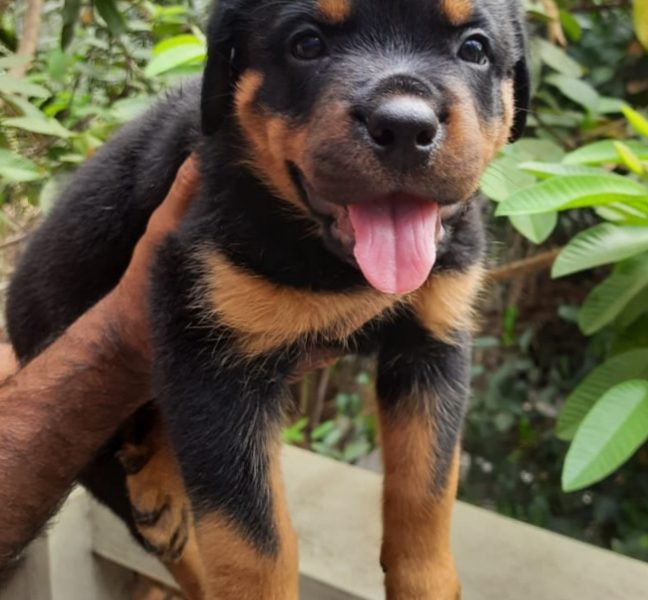 Rottweiler