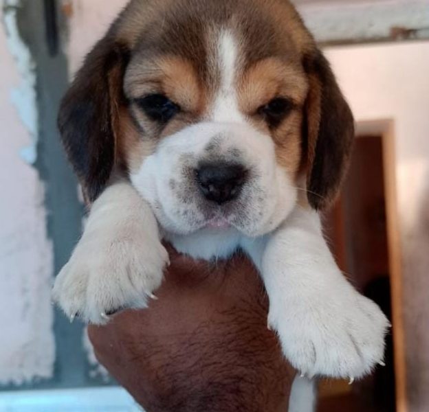 Beagle