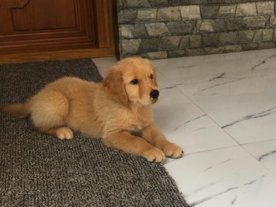 Golden Retriever