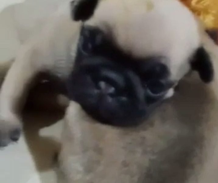 Pug