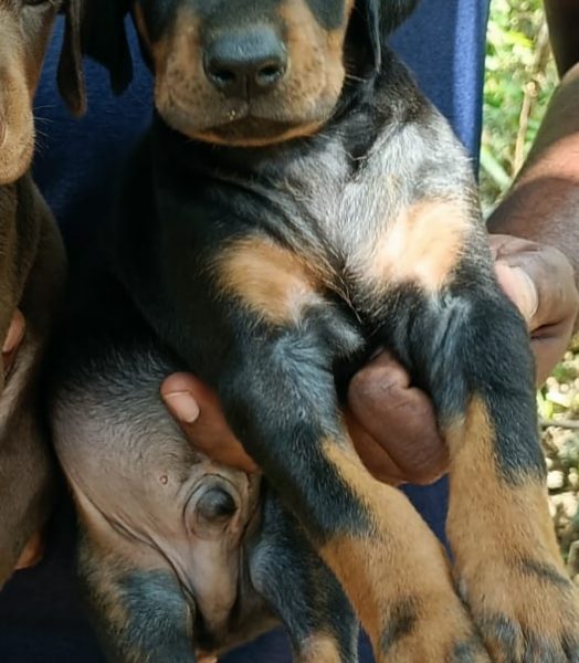 Doberman