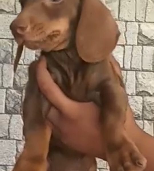 Dachshund