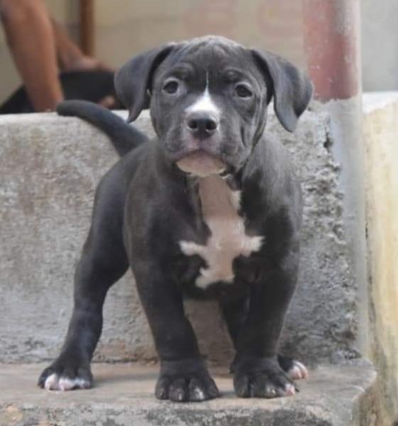 American Bully