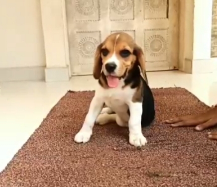 Beagle