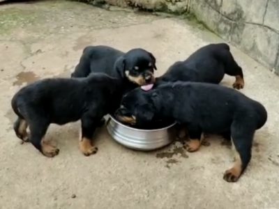 Rottweiler