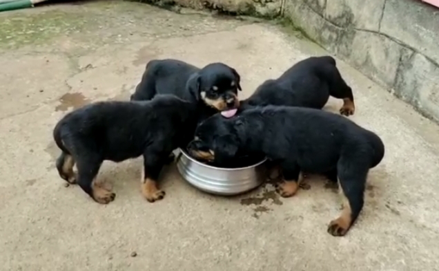 Rottweiler