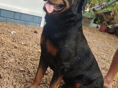 Rottweiler