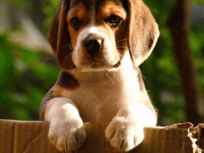 Beagle