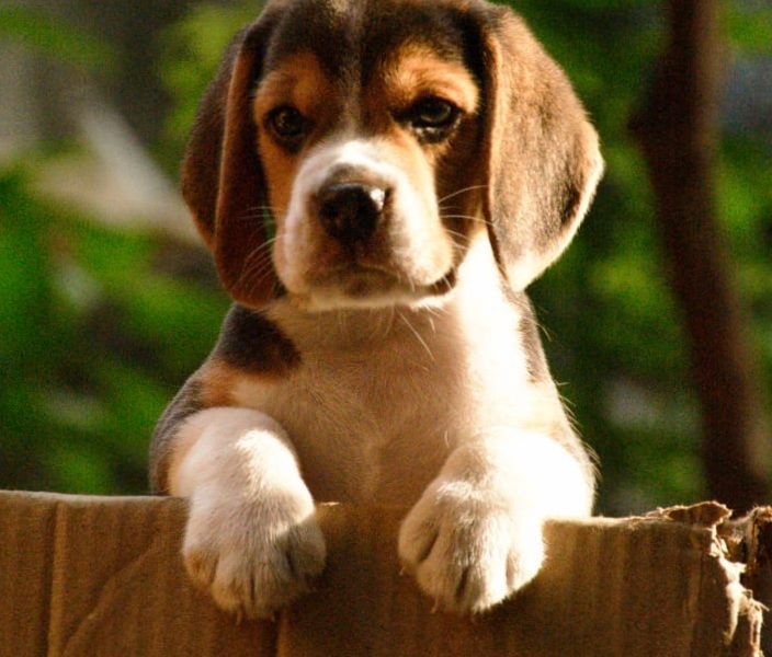 Beagle