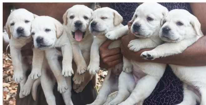 Labrador Retriever