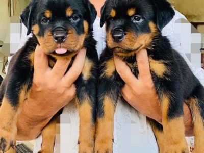 Rottweiler