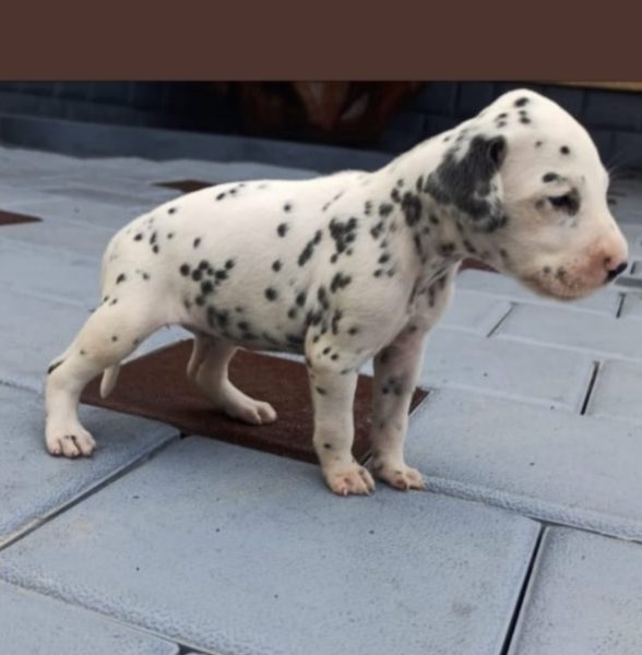 Dalmation