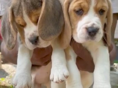 Beagle