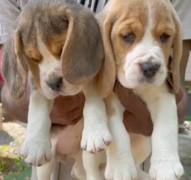 Beagle