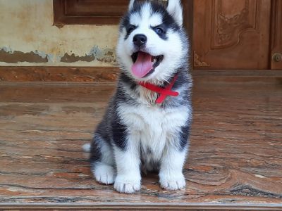 Husky