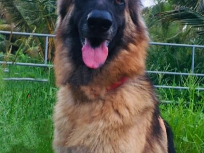 German shepherd