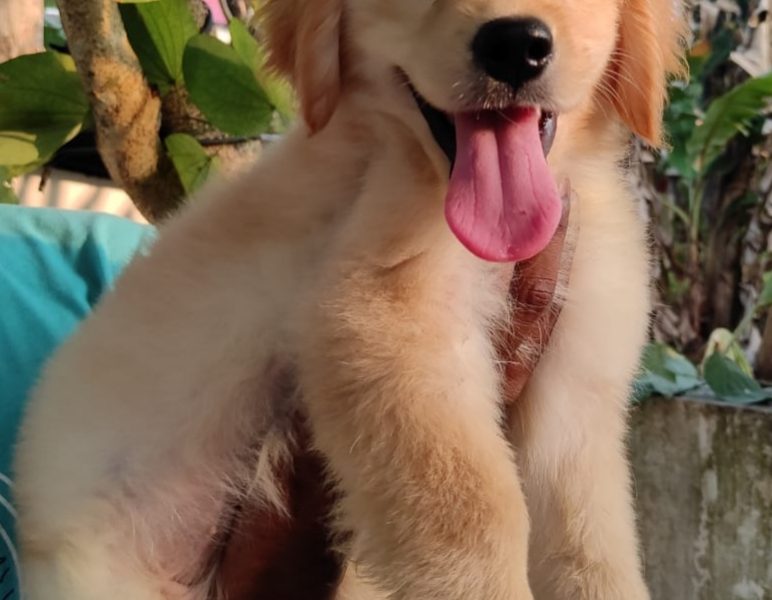 Golden Retriever