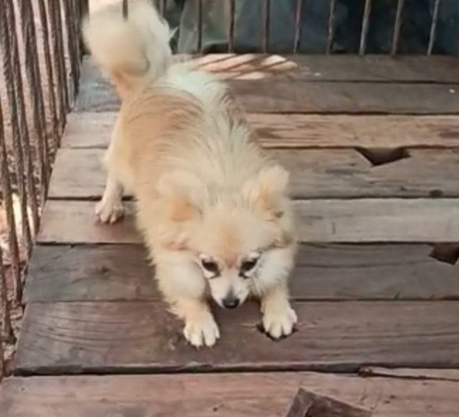 Minipom