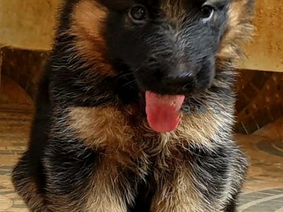 German Shepherd