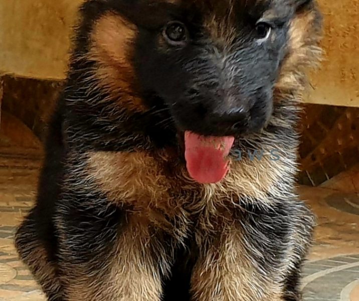 German Shepherd