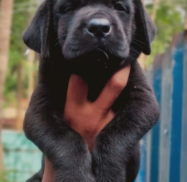 Labrador