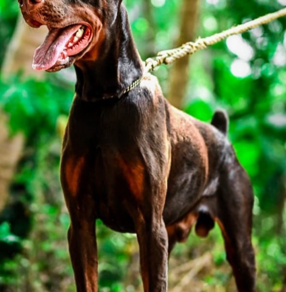 Doberman