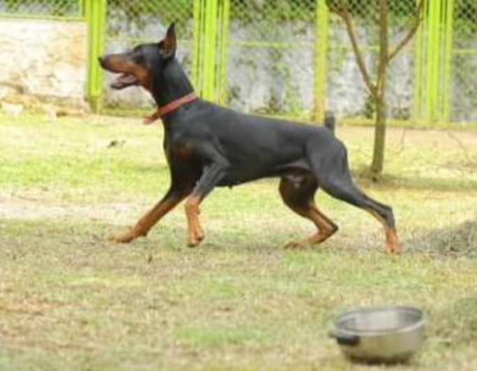 Doberman