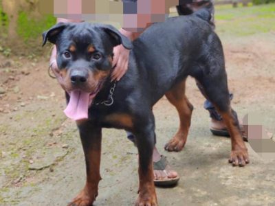 Rottweiler