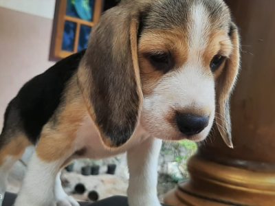 Beagle