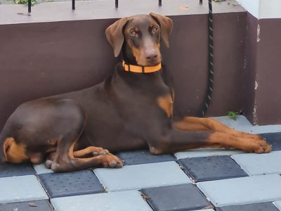 Doberman