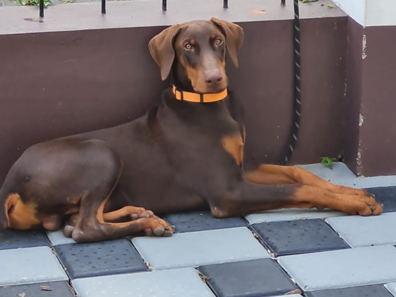 Doberman