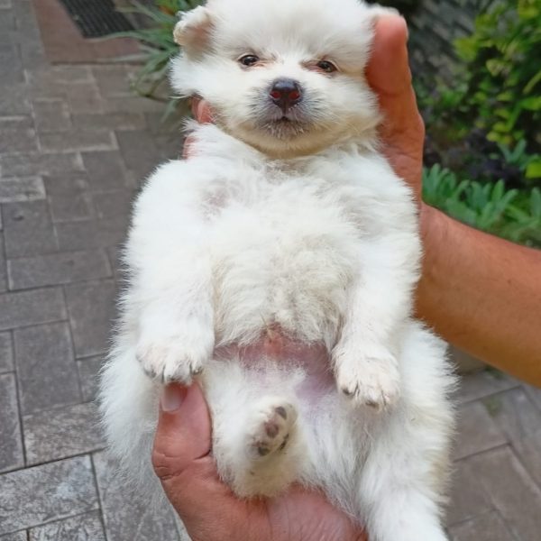 Minipom