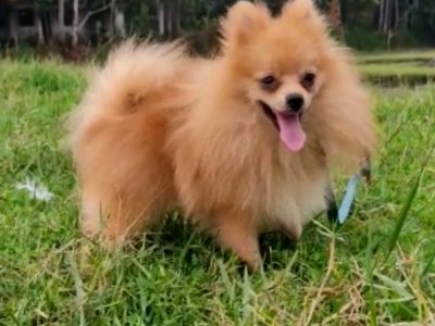 Minipom