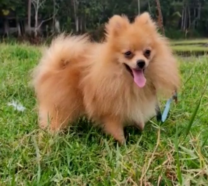 Minipom