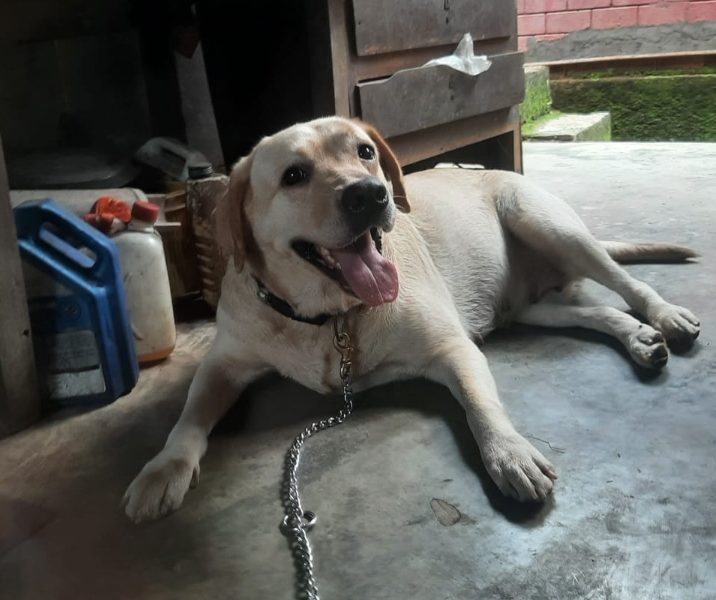 Labrador