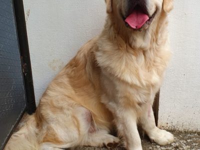 Golden Retriever