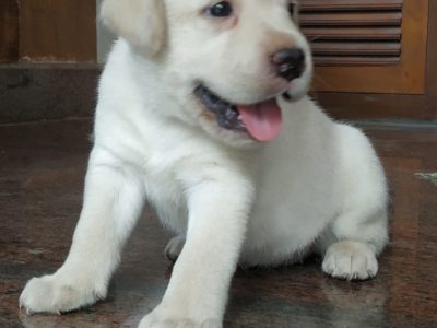 Labrador