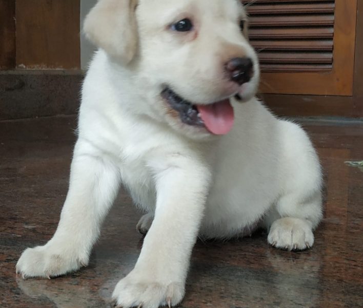 Labrador