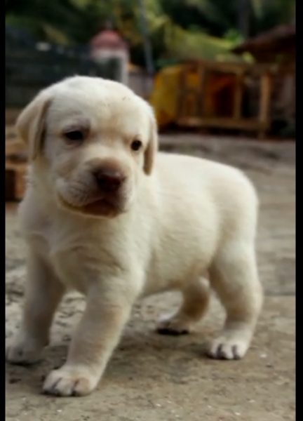 Labrador