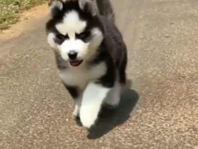 Husky