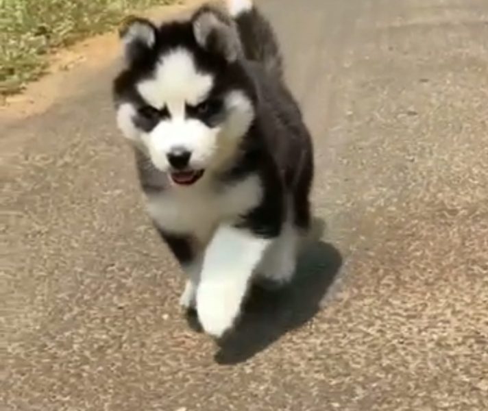 Husky