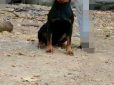 Rottweiler