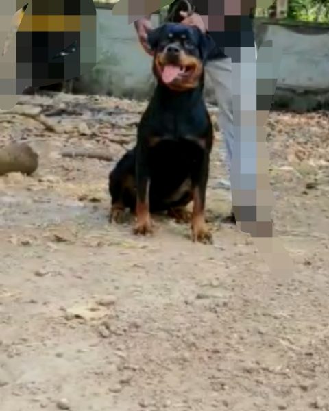 Rottweiler