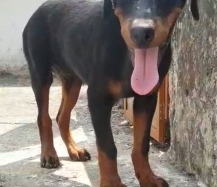 Rottweiler