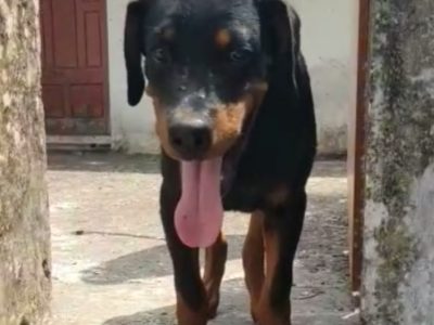 Rottweiler