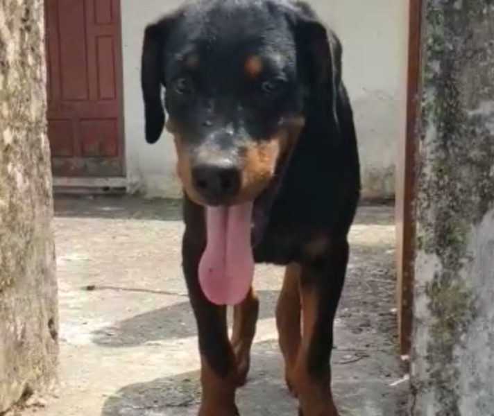 Rottweiler